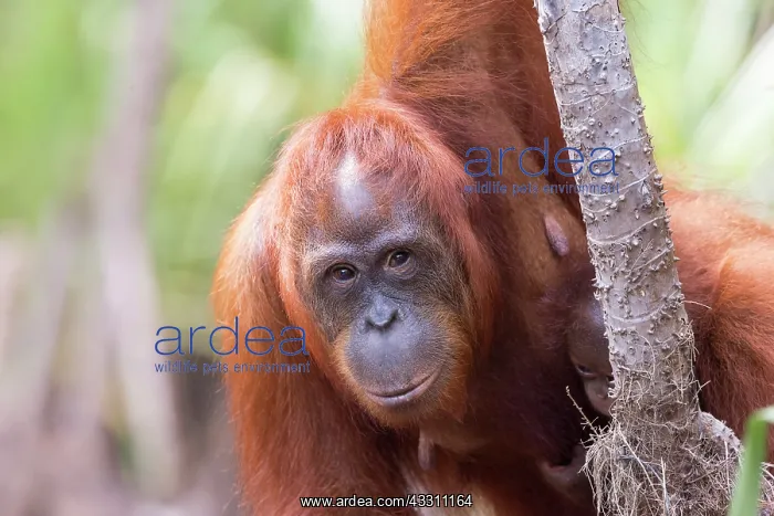 : Asie, Indonesie, Borneo, Kalimantan, Parc national : Asie, Indonesie, Borneo, Kalimantan, Parc national