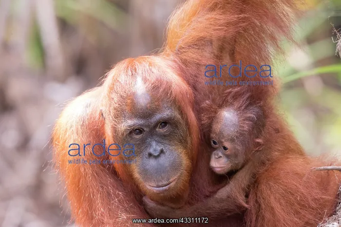 : Asie, Indonesie, Borneo, Kalimantan, Parc national : Asie, Indonesie, Borneo, Kalimantan, Parc national