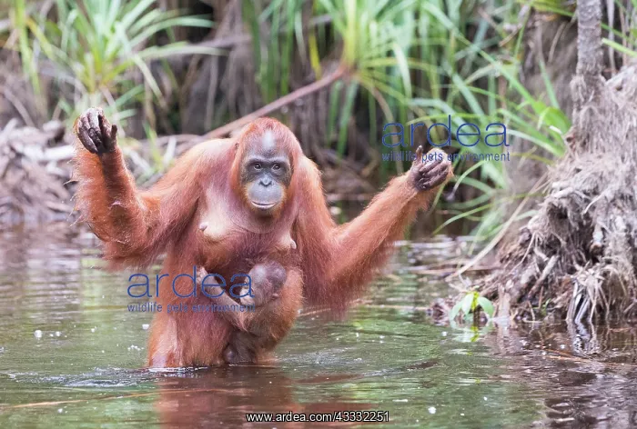 : Asie, Indonesie, Borneo, Kalimantan, Parc national : Asie, Indonesie, Borneo, Kalimantan, Parc national