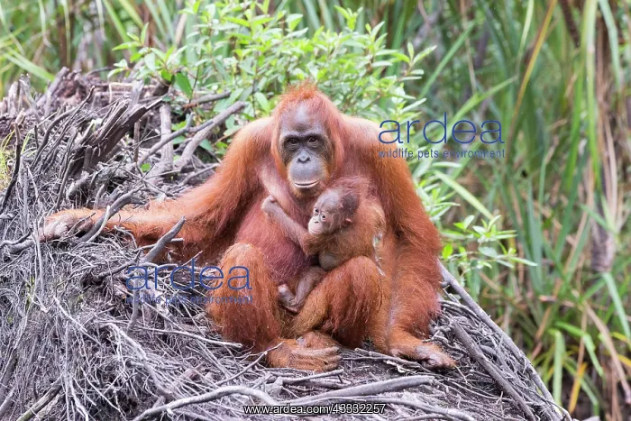 : Asie, Indonesie, Borneo, Kalimantan, Parc national : Asie, Indonesie, Borneo, Kalimantan, Parc national
