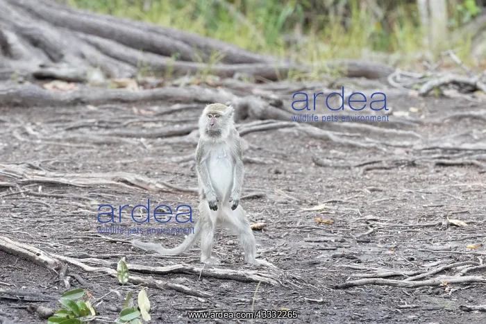 : Asie, Indonesie, Borneo, Kalimantan, Parc national : Asie, Indonesie, Borneo, Kalimantan, Parc national
