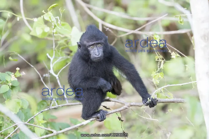 : Asie, indonesie, Sulawesi, Sulawesi : Asie, indonesie, Sulawesi, Sulawesi