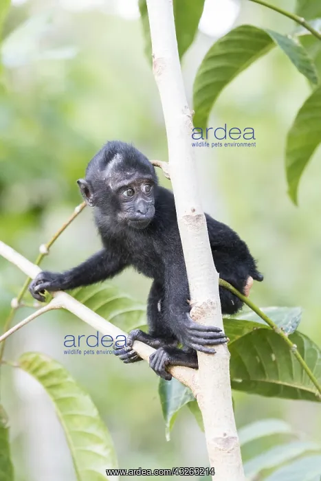 : Asie, indonesie, Sulawesi, Sulawesi : Asie, indonesie, Sulawesi, Sulawesi