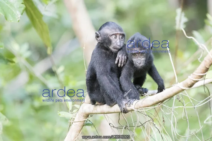: Asie, indonesie, Sulawesi, Sulawesi : Asie, indonesie, Sulawesi, Sulawesi