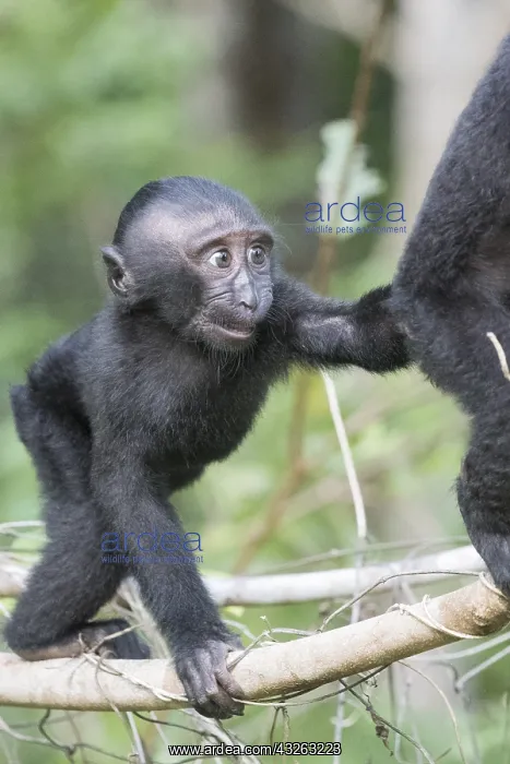 : Asie, indonesie, Sulawesi, Sulawesi : Asie, indonesie, Sulawesi, Sulawesi