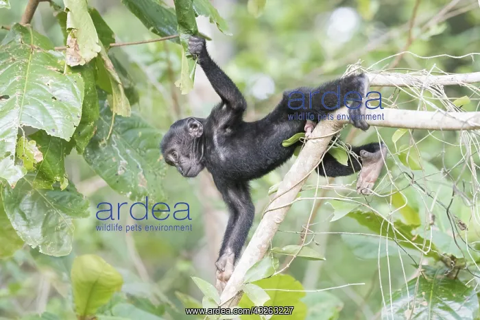 : Asie, indonesie, Sulawesi, Sulawesi : Asie, indonesie, Sulawesi, Sulawesi