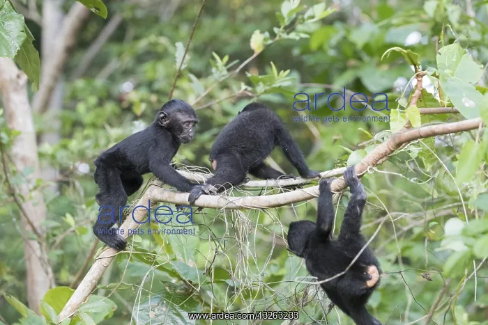 : Asie, indonesie, Sulawesi, Sulawesi : Asie, indonesie, Sulawesi, Sulawesi