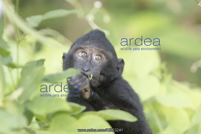 : Asie, indonesie, Sulawesi, Sulawesi : Asie, indonesie, Sulawesi, Sulawesi