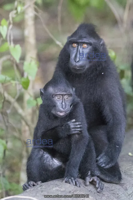  : Asie, indonesie, Sulawesi, Sulawesi