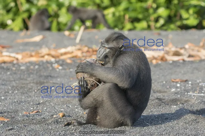 : Asie, indonesie, Sulawesi, Sulawesi : Asie, indonesie, Sulawesi, Sulawesi