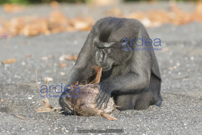 : Asie, indonesie, Sulawesi, Sulawesi : Asie, indonesie, Sulawesi, Sulawesi