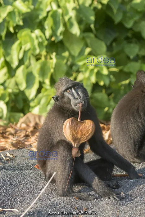 : Asie, indonesie, Sulawesi, Sulawesi : Asie, indonesie, Sulawesi, Sulawesi