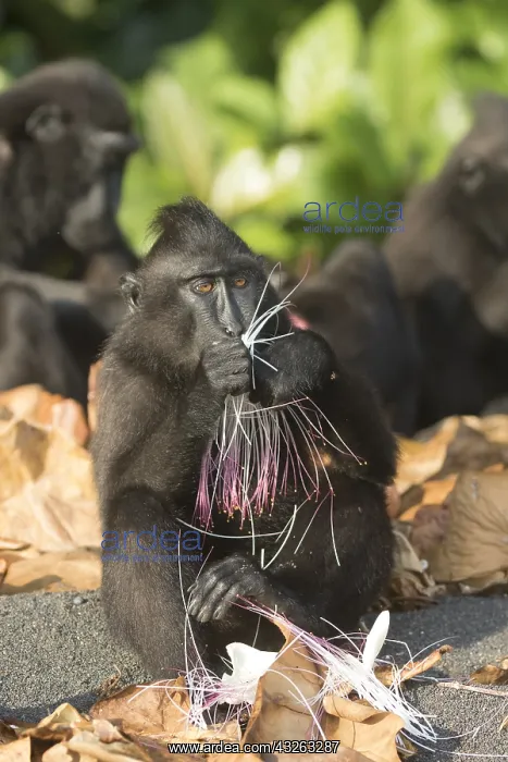 : Asie, indonesie, Sulawesi, Sulawesi : Asie, indonesie, Sulawesi, Sulawesi