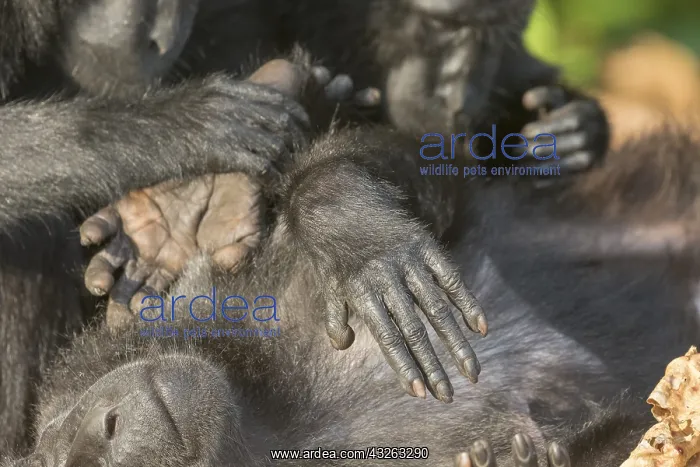 : Asie, indonesie, Sulawesi, Sulawesi : Asie, indonesie, Sulawesi, Sulawesi