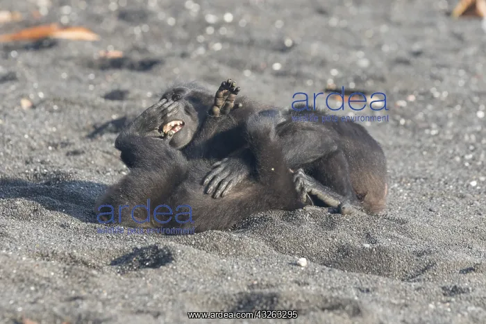 : Asie, indonesie, Sulawesi, Sulawesi : Asie, indonesie, Sulawesi, Sulawesi