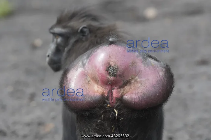 : Asie, indonesie, Sulawesi, Sulawesi : Asie, indonesie, Sulawesi, Sulawesi
