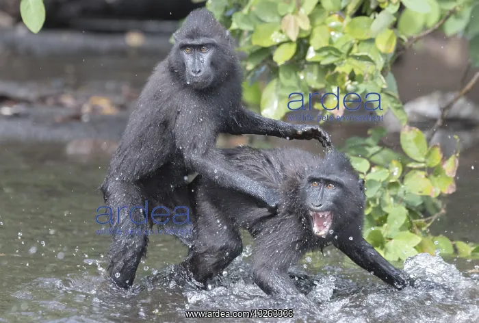 : Asie, indonesie, Sulawesi, Sulawesi : Asie, indonesie, Sulawesi, Sulawesi