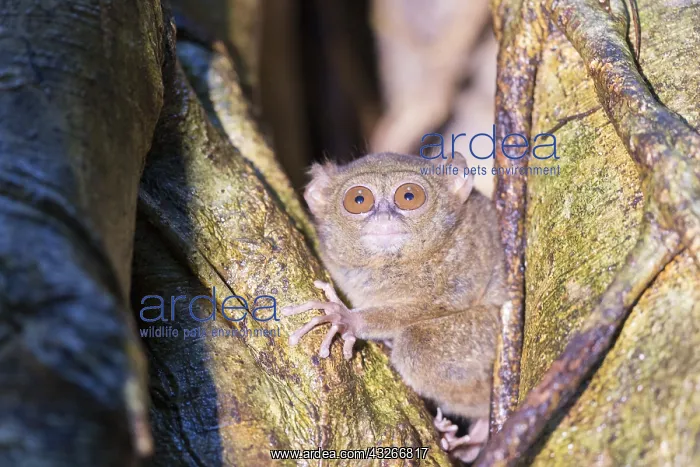 : Asie, indonesie, Sulawesi, Sulawesi : Asie, indonesie, Sulawesi, Sulawesi