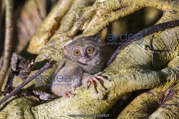  : Asie, indonesie, Sulawesi, Sulawesi