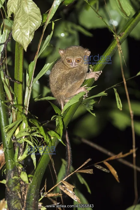 : Asie, indonesie, Sulawesi, Sulawesi : Asie, indonesie, Sulawesi, Sulawesi