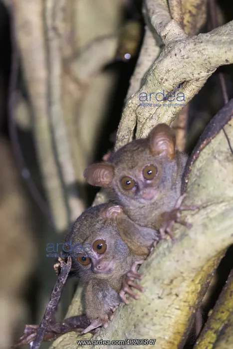 : Asie, indonesie, Sulawesi, Sulawesi : Asie, indonesie, Sulawesi, Sulawesi