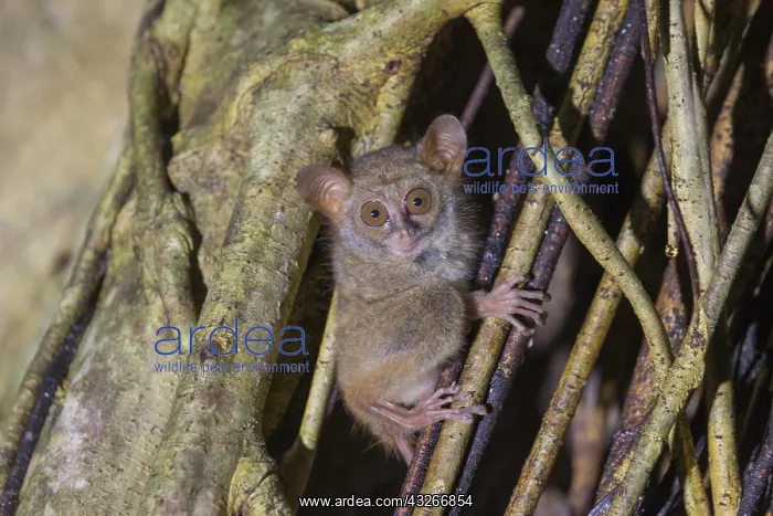 : Asie, indonesie, Sulawesi, Sulawesi : Asie, indonesie, Sulawesi, Sulawesi