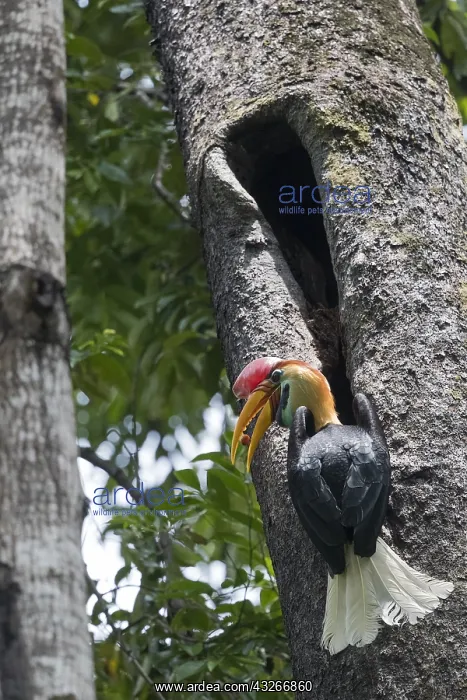 : Asie, indonesie, Sulawesi, Sulawesi : Asie, indonesie, Sulawesi, Sulawesi