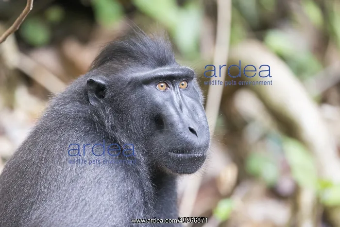 : Asie, indonesie, Sulawesi, Sulawesi : Asie, indonesie, Sulawesi, Sulawesi