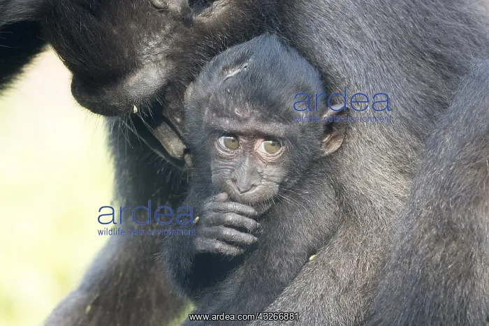 : Asie, indonesie, Sulawesi, Sulawesi : Asie, indonesie, Sulawesi, Sulawesi