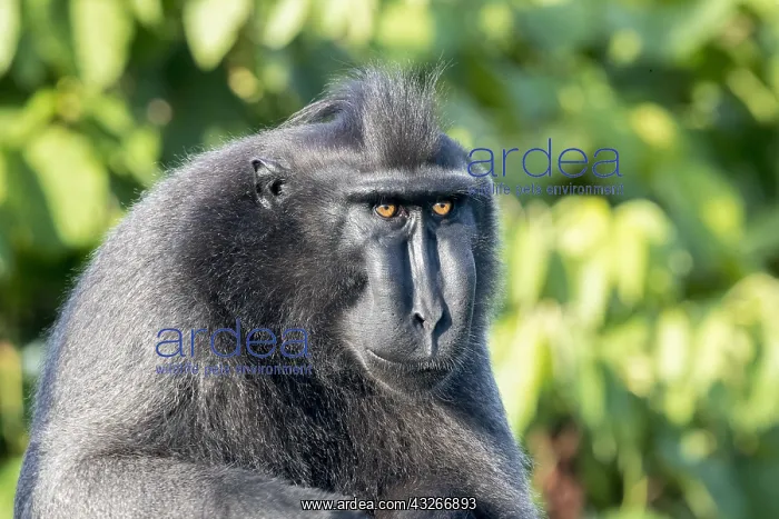 : Asie, indonesie, Sulawesi, Sulawesi : Asie, indonesie, Sulawesi, Sulawesi