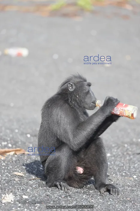 : Asie, indonesie, Sulawesi, Sulawesi : Asie, indonesie, Sulawesi, Sulawesi