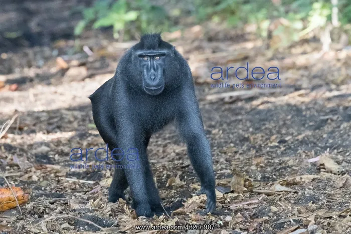 : Asie, indonesie, Sulawesi, Sulawesi : Asie, indonesie, Sulawesi, Sulawesi