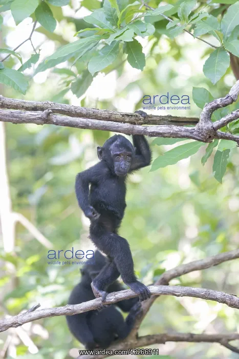 : Asie, indonesie, Sulawesi, Sulawesi : Asie, indonesie, Sulawesi, Sulawesi