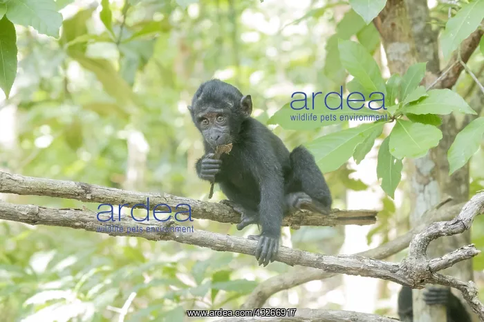 : Asie, indonesie, Sulawesi, Sulawesi : Asie, indonesie, Sulawesi, Sulawesi