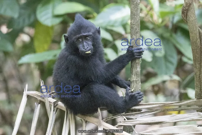 : Asie, indonesie, Sulawesi, Sulawesi : Asie, indonesie, Sulawesi, Sulawesi