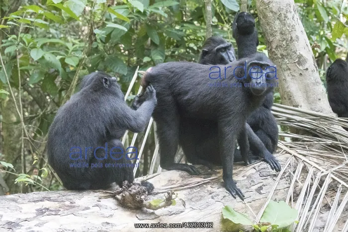 : Asie, indonesie, Sulawesi, Sulawesi : Asie, indonesie, Sulawesi, Sulawesi