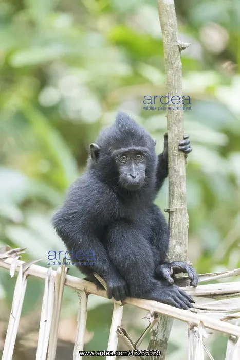 : Asie, indonesie, Sulawesi, Sulawesi : Asie, indonesie, Sulawesi, Sulawesi