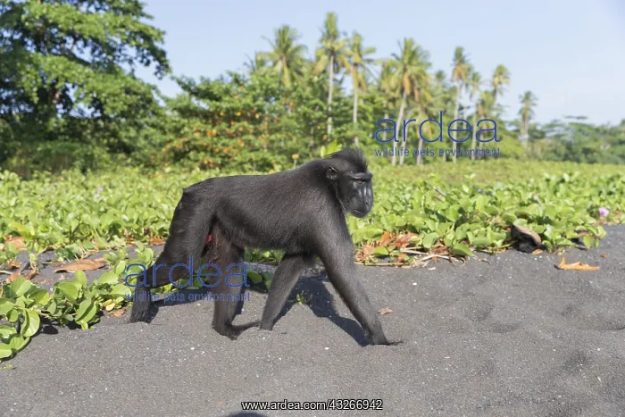 : Asie, indonesie, Sulawesi, Sulawesi : Asie, indonesie, Sulawesi, Sulawesi