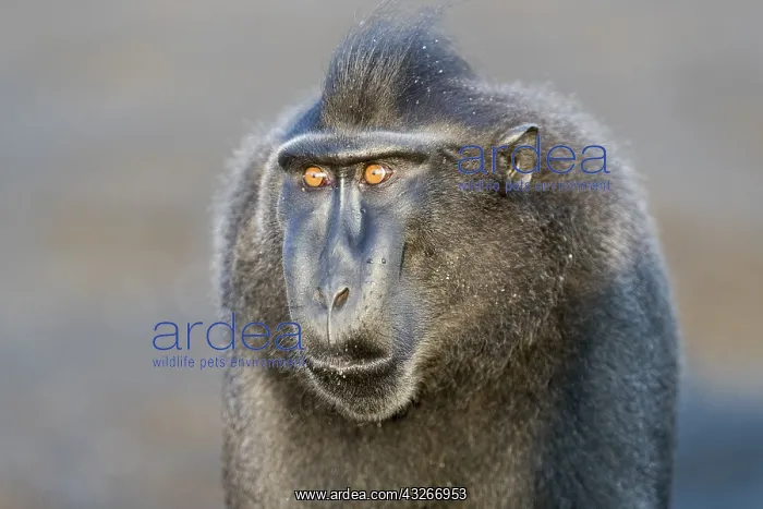 : Asie, indonesie, Sulawesi, Sulawesi : Asie, indonesie, Sulawesi, Sulawesi