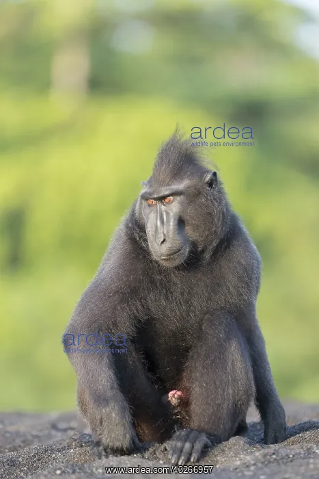 : Asie, indonesie, Sulawesi, Sulawesi : Asie, indonesie, Sulawesi, Sulawesi