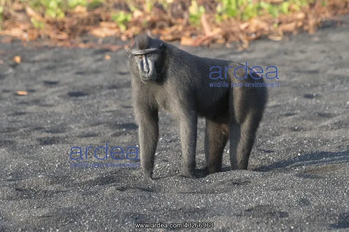 : Asie, indonesie, Sulawesi, Sulawesi : Asie, indonesie, Sulawesi, Sulawesi
