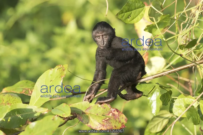 : Asie, indonesie, Sulawesi, Sulawesi : Asie, indonesie, Sulawesi, Sulawesi
