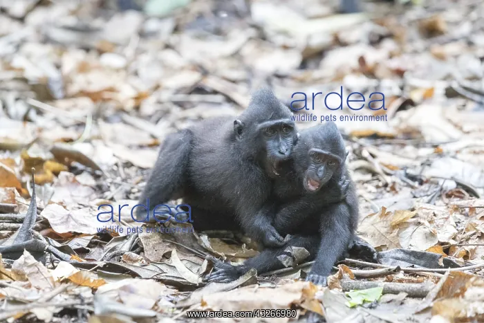 : Asie, indonesie, Sulawesi, Sulawesi : Asie, indonesie, Sulawesi, Sulawesi