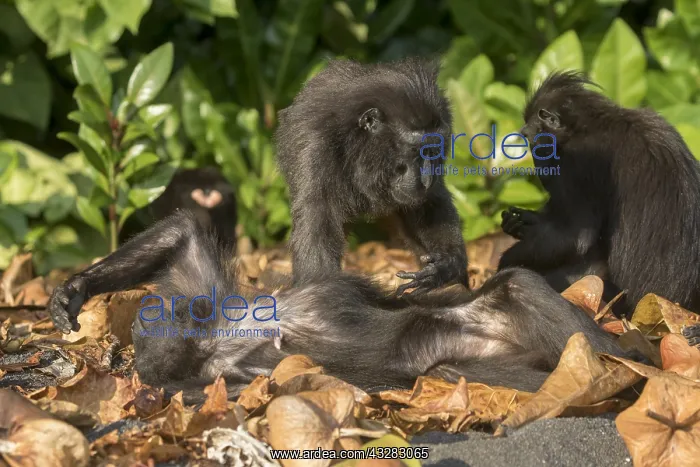 : Asie, indonesie, Sulawesi, Sulawesi : Asie, indonesie, Sulawesi, Sulawesi