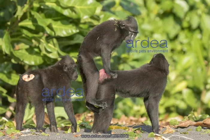 : Asie, indonesie, Sulawesi, Sulawesi : Asie, indonesie, Sulawesi, Sulawesi