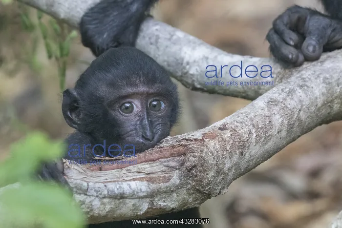 : Asie, indonesie, Sulawesi, Sulawesi : Asie, indonesie, Sulawesi, Sulawesi