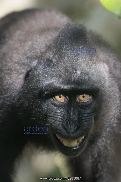 : Asie, indonesie, Sulawesi, Sulawesi : Asie, indonesie, Sulawesi, Sulawesi
