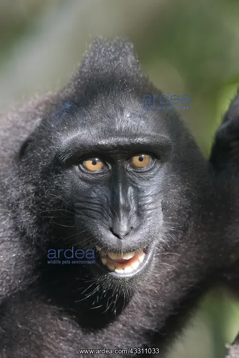 : Asie, indonesie, Sulawesi, Sulawesi : Asie, indonesie, Sulawesi, Sulawesi