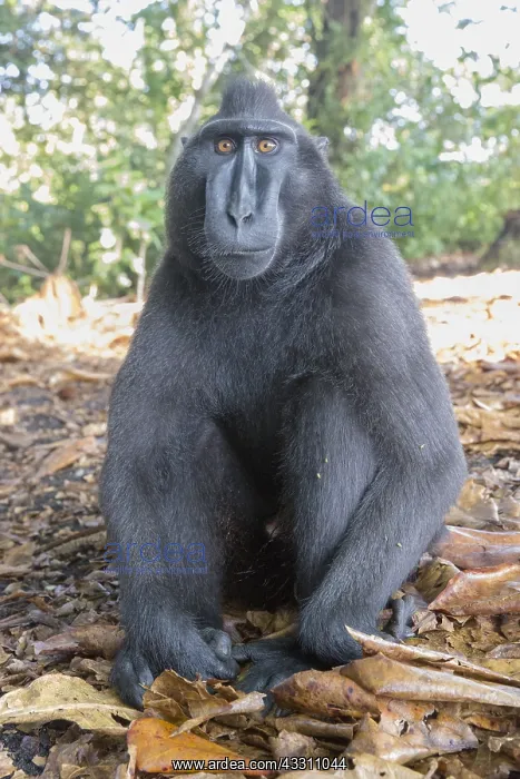 : Asie, indonesie, Sulawesi, Sulawesi : Asie, indonesie, Sulawesi, Sulawesi