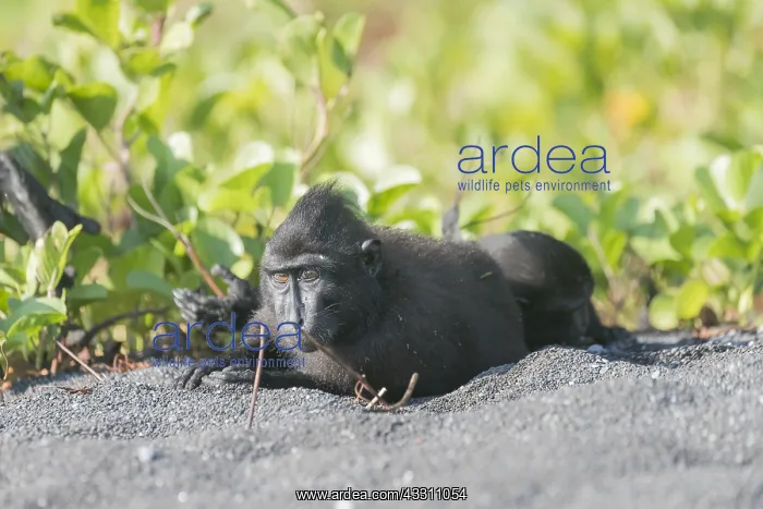 : Asie, indonesie, Sulawesi, Sulawesi : Asie, indonesie, Sulawesi, Sulawesi